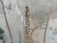 Plantago major