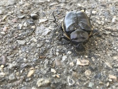 Osmoderma subplanata