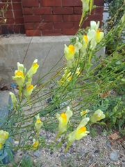 Linaria vulgaris