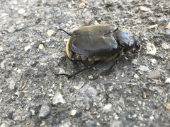 Osmoderma subplanata