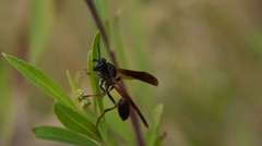 Mischocyttarus drewseni