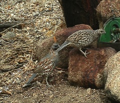 Callipepla douglasii