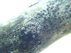 Lecanora pacifica