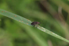 Dicranocephalus medius