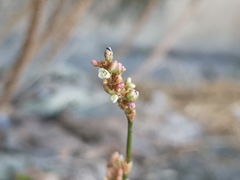Persicaria maculosa