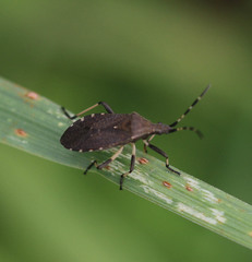 Dicranocephalus medius