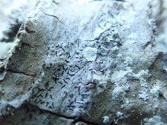 Alyxoria varia