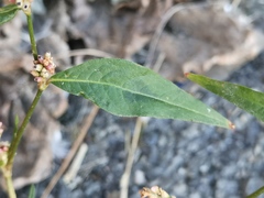 Persicaria maculosa