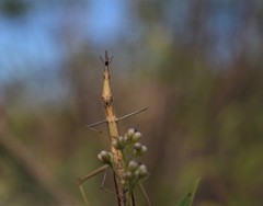Tetanorhynchini