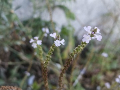 Verbena officinalis