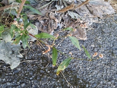 Persicaria maculosa