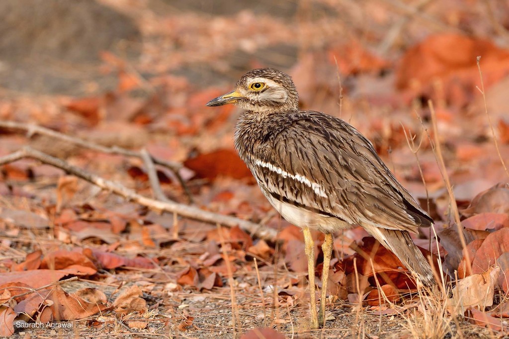 Indian Thick-knee (Burhinus indicus) photo