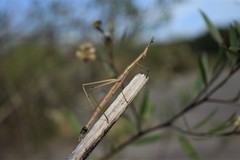 Tetanorhynchini