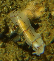 Eurylepta californica