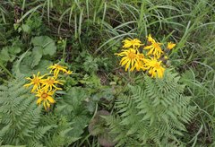 Ligularia dentata