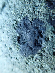 Hydropunctaria maura