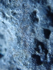 Hydropunctaria maura