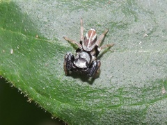 Thiania bhamoensis