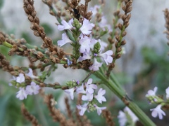 Verbena officinalis