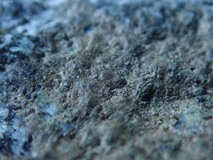 Arthonia phaeobaea