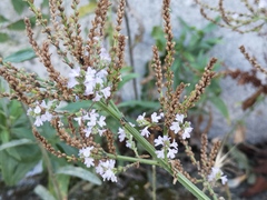 Verbena officinalis