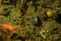 Eurylepta californica