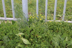 Senecio littoreus littoreus