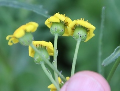 Senecio littoreus littoreus