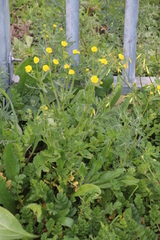 Senecio littoreus littoreus