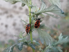 Pyrrhocoris apterus
