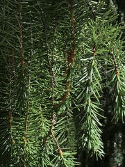 Picea breweriana