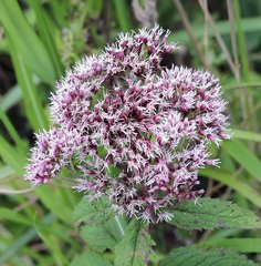 Eupatorium glehnii