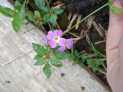 Malcolmia maritima