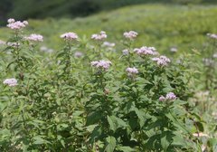 Eupatorium glehnii