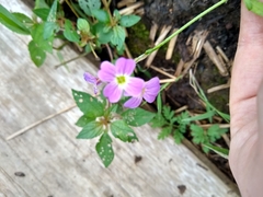 Malcolmia maritima