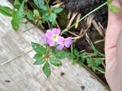 Malcolmia maritima