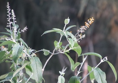 Buddleja madagascariensis