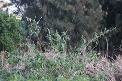 Buddleja madagascariensis