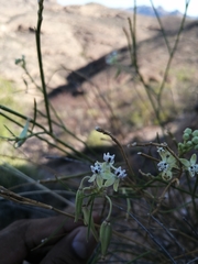 Asclepias leptopus