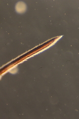 Rheumatobates rileyi