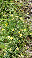 Potentilla argentea