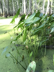 Sagittaria brevirostra