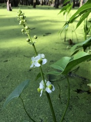 Sagittaria brevirostra