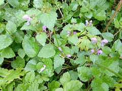 Lamium maculatum