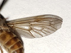 Tabanus gracilis