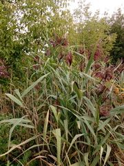 Phragmites australis