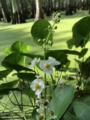 Sagittaria brevirostra