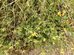 Lotus corniculatus