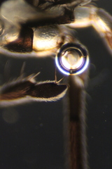 Rheumatobates rileyi