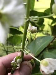 Sagittaria brevirostra